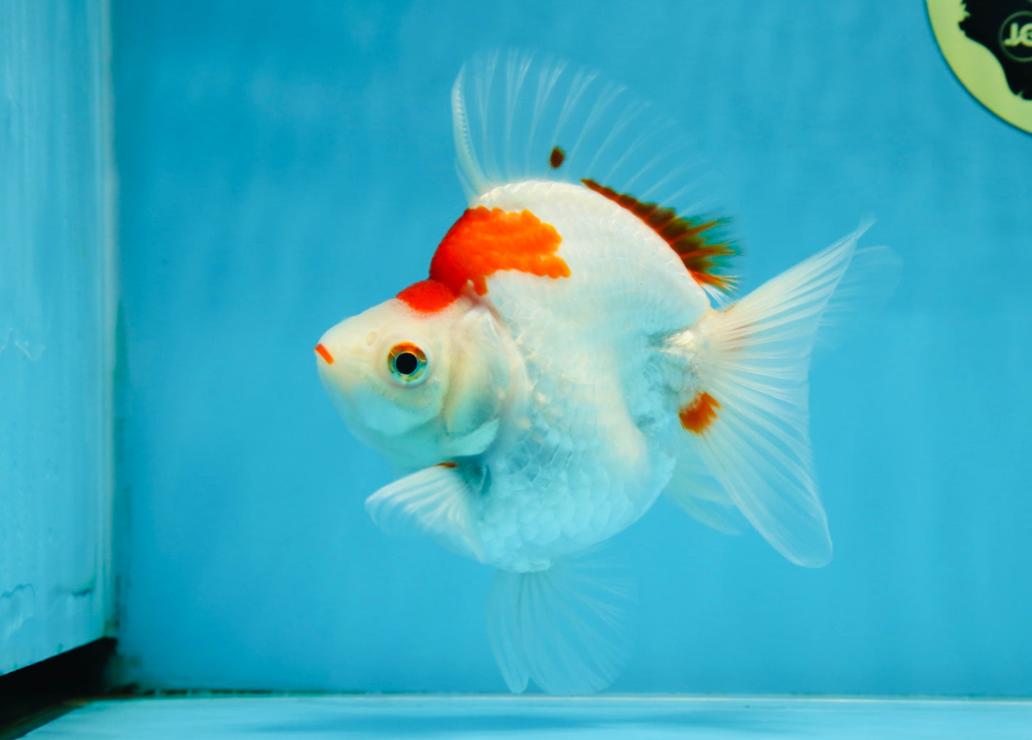 A Grade Kohaku Ryukin Red White Female 5 inches #070425RK_03