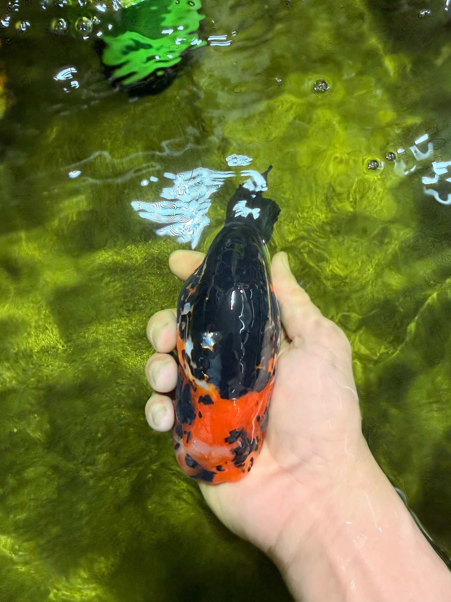 Tiger Chinese Ranchu Female 5.5 inches #022026RC_20