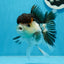 AAA Grade Tricolor Oranda Female 5 inches #0830OR_06