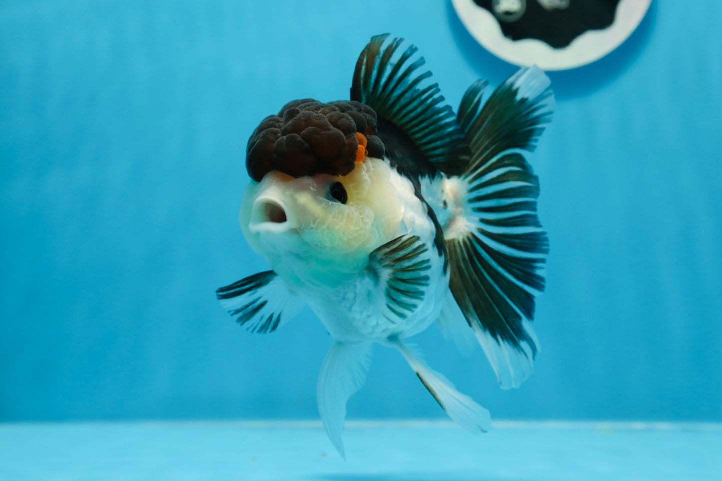 AAA Grade Tricolor Oranda Female 5 inches #0830OR_06