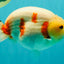 AAA Grade Sakura Ranchu Female 5.5-6 inches #102326RC_02