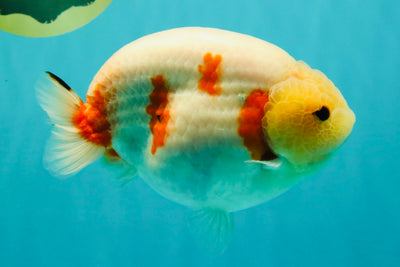 AAA Grade Sakura Ranchu Female 5.5-6 inches #102326RC_02