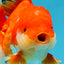 AAA Grade Red White Oranda Male 6 inches #080125OR_12