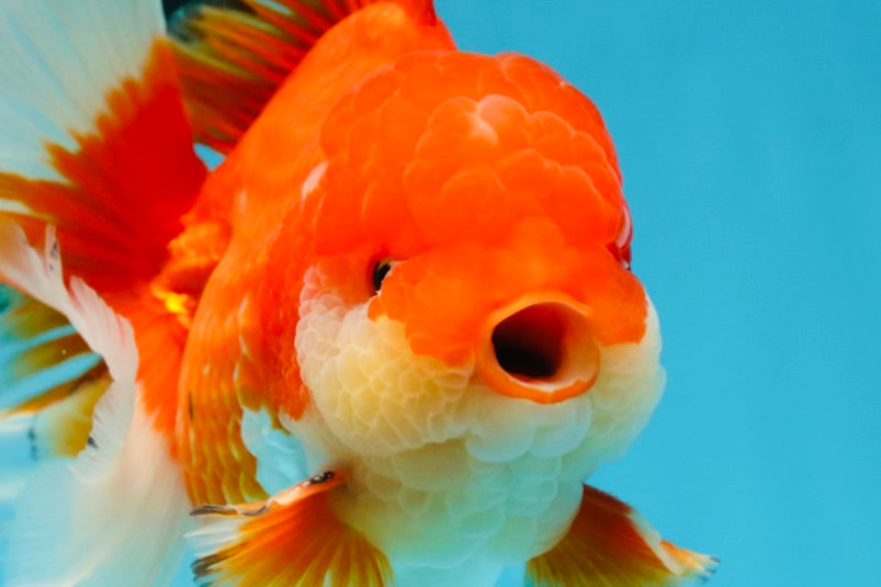 AAA Grade Red White Oranda Male 6 inches #080125OR_12