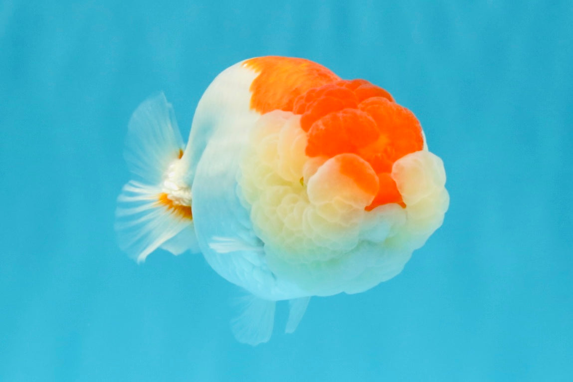 Red White LionChu Female 4-4.5 inches #041026LC_16