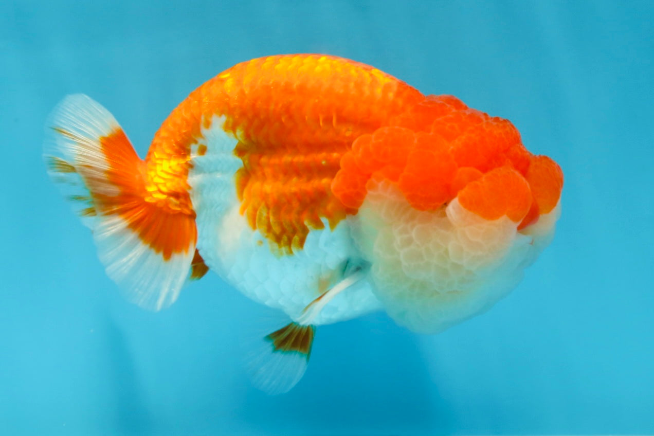 AAA Grade TOP Red White LionKing 4.5 inches #051625LC_37