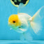A Grade Lemonhead Oranda Male 5-5.5 inches #091925OR_03