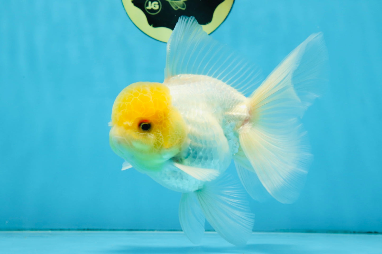 A Grade Lemonhead Oranda Male 5-5.5 inches #091925OR_03