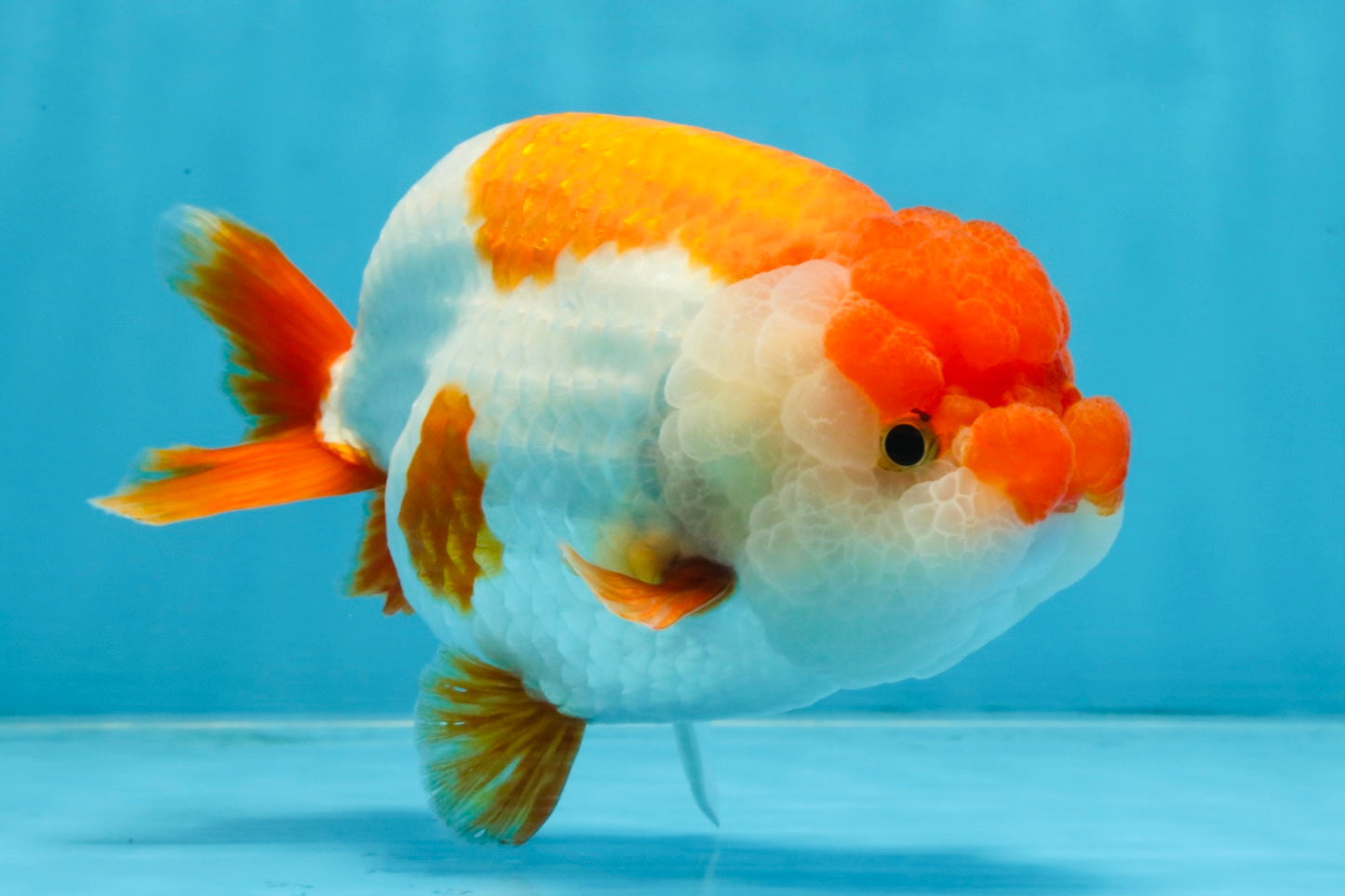 A Grade Red White LionKing 5.5-6 inches #103125LC_10