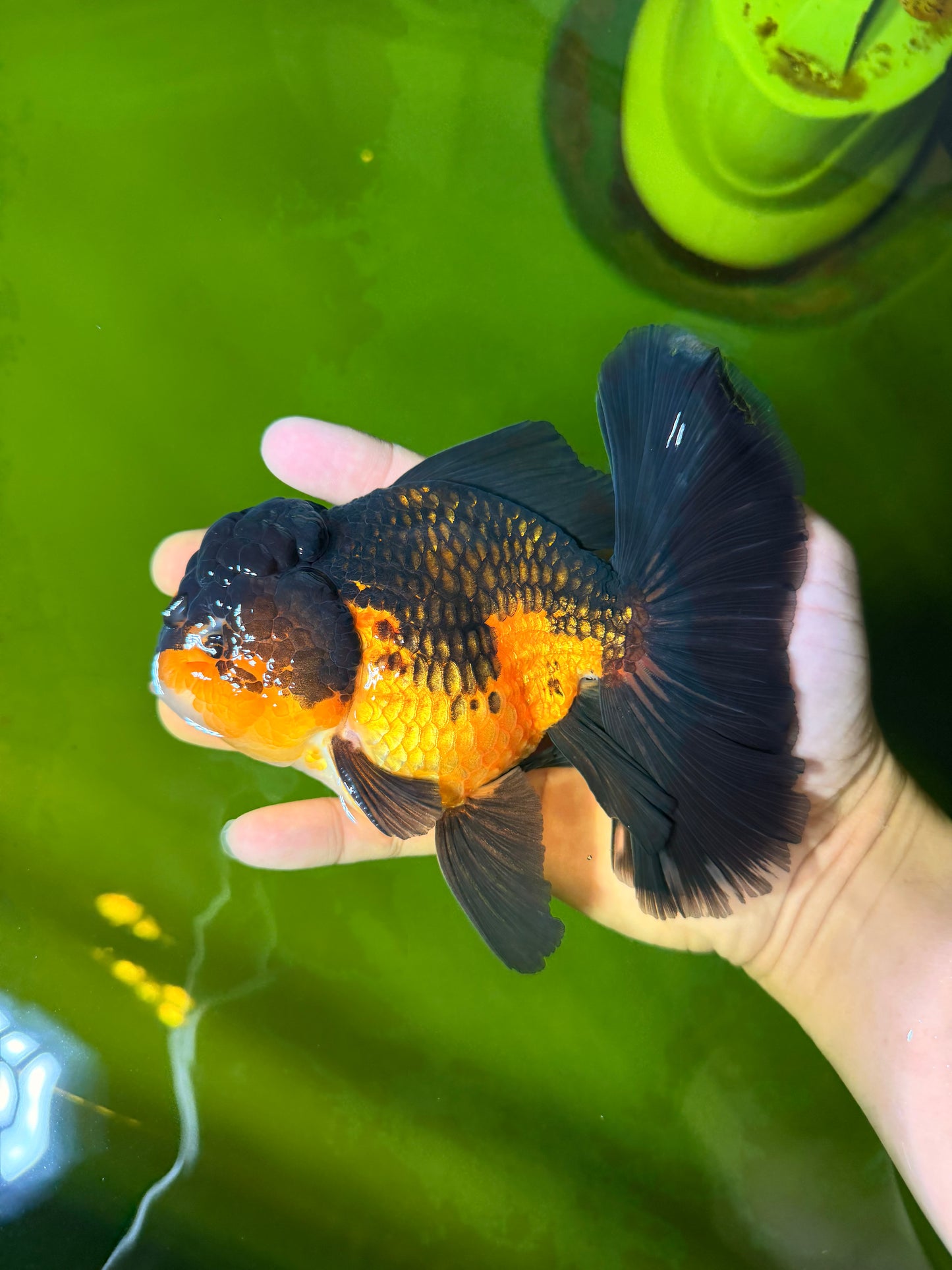 CHONKY A Grade Apache Oranda Male 5.5-6  inches #041026OR_13