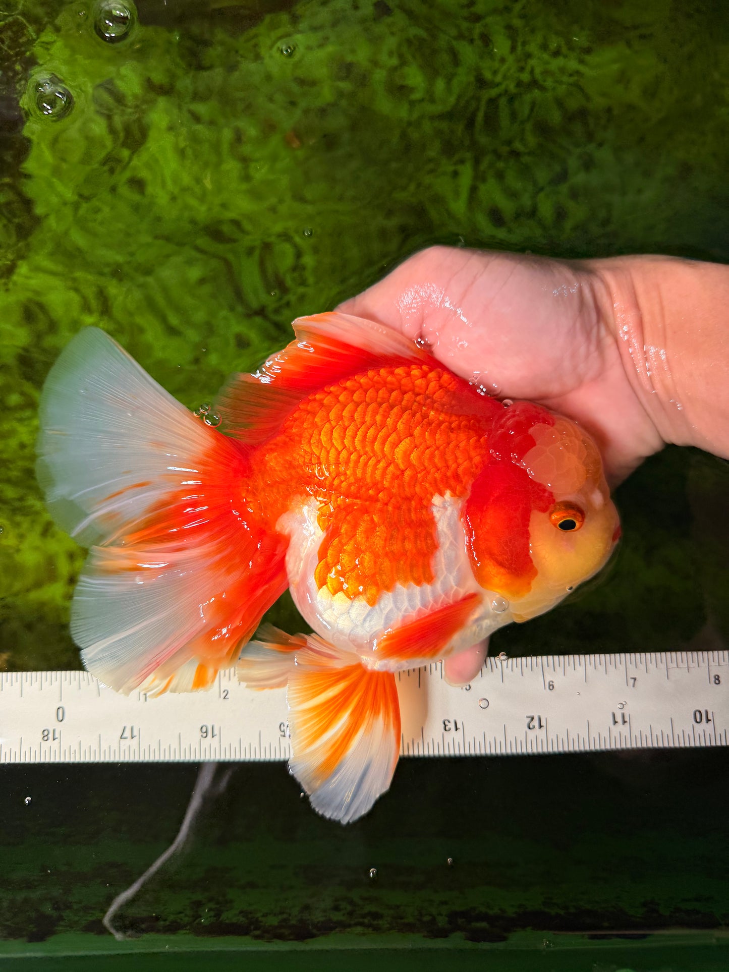 GIANT AAA Grade Red White Oranda Male 7 inches #041026OR_01