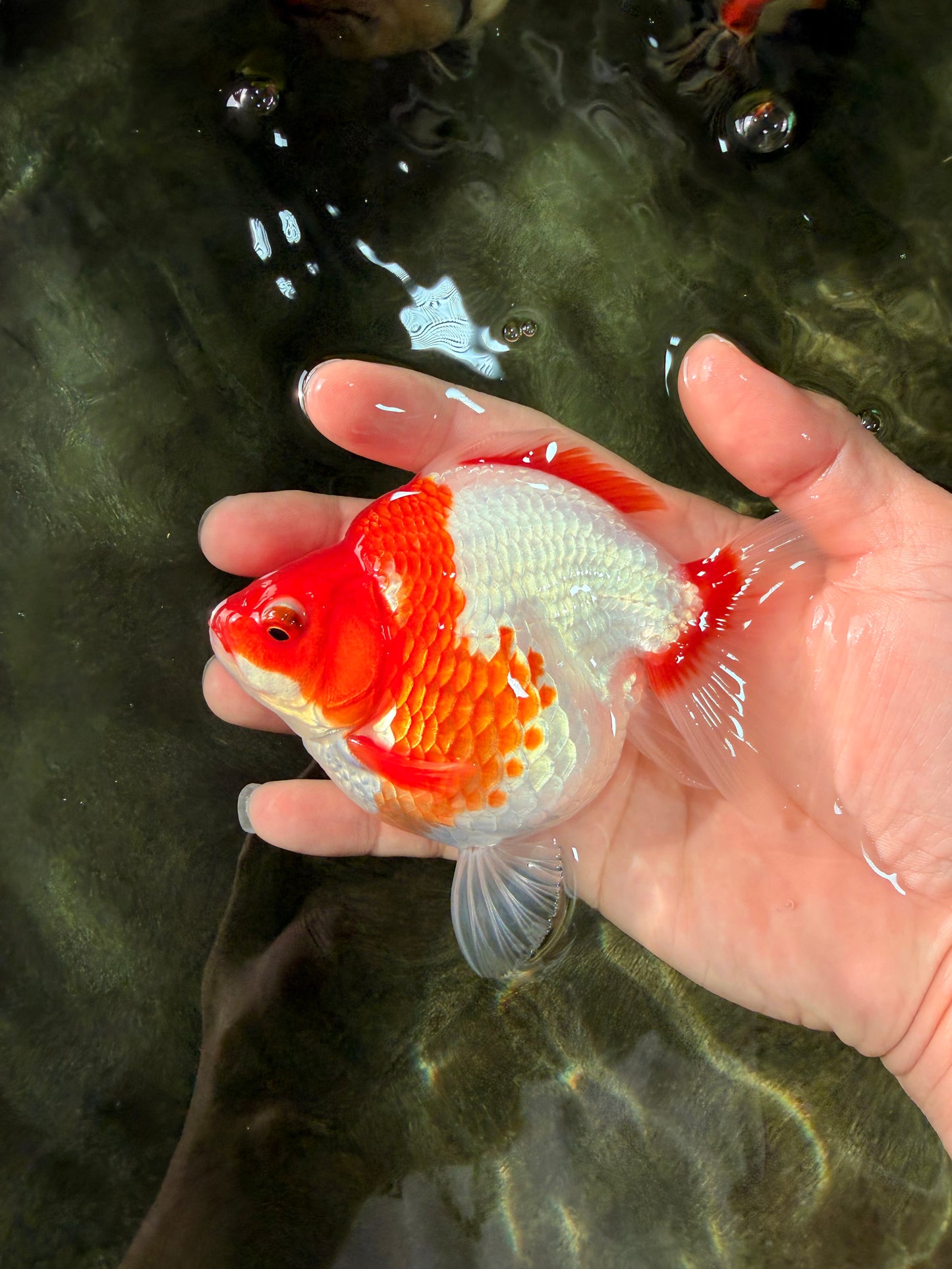 A Grade Red White Ryukin Female 4.5 inches #031326RK_32