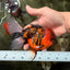 A Grade Tiger Oranda Male 5.5 inches #062626OR_26