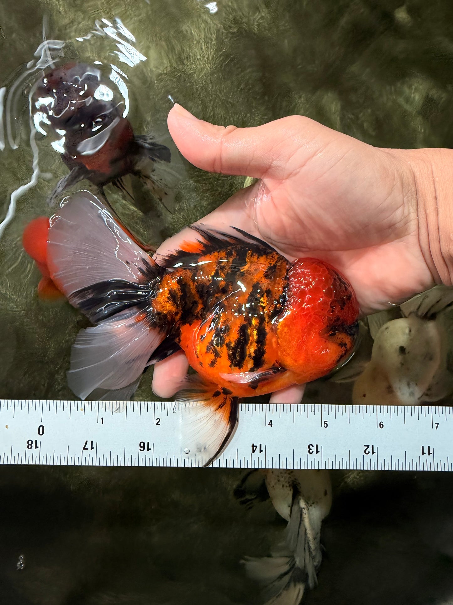 A Grade Tiger Oranda Male 5.5 inches #062626OR_26