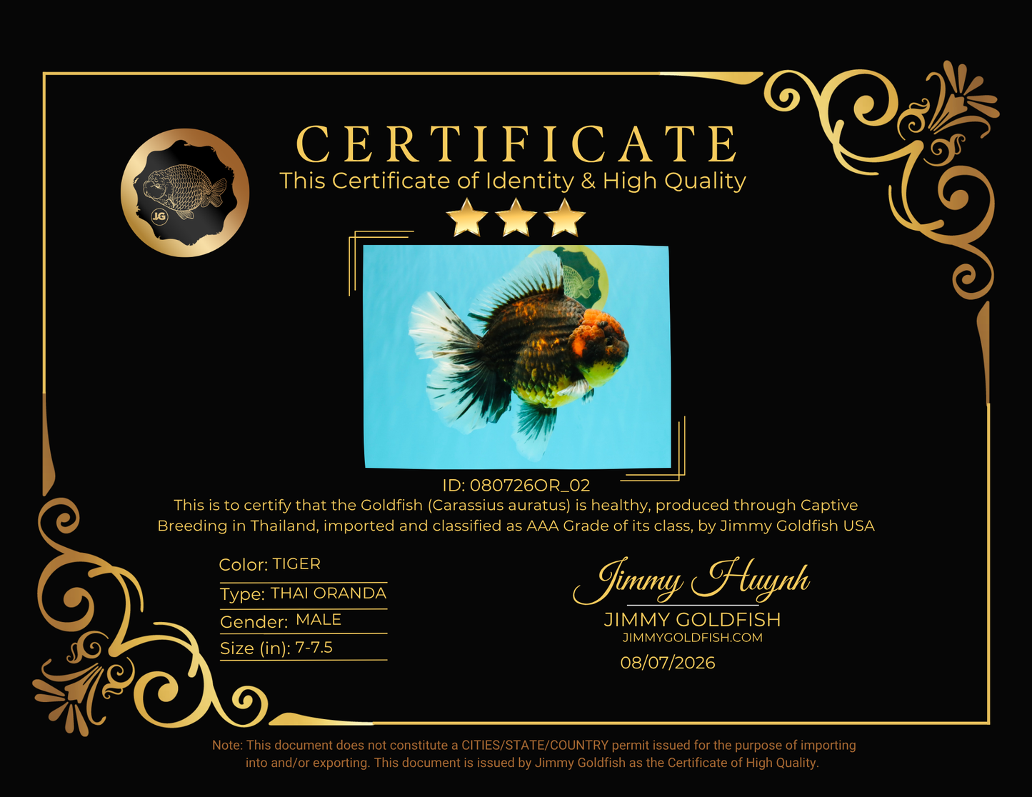 CHUNKY AAA Grade Broadtail Kirin Tiger Oranda Male 7-7.5 inches #080726OR_02