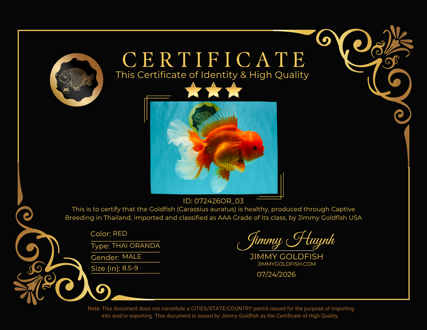 TOMATO AAA Grade Jumbo Broadtail Red Oranda Male 8.5-9 inches #072426OR_03
