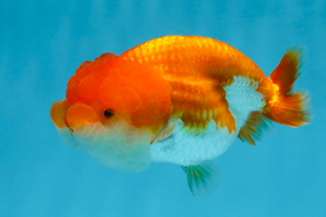 CHEEKY Red White LionChu Female 3.5-4 inches #120525LC_18