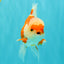 AAA Grade Red White Oranda Male 5 inches #061926OR_23
