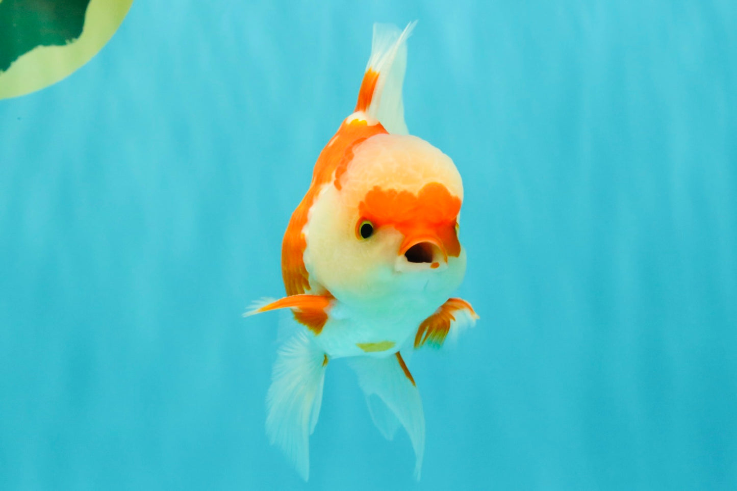 AAA Grade Red White Oranda Male 5 inches #061926OR_23