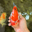 SPECIAL A Grade Kohaku Diamond Scale Sakura Ranchu Female 5.5-6 inches #100926RC_33