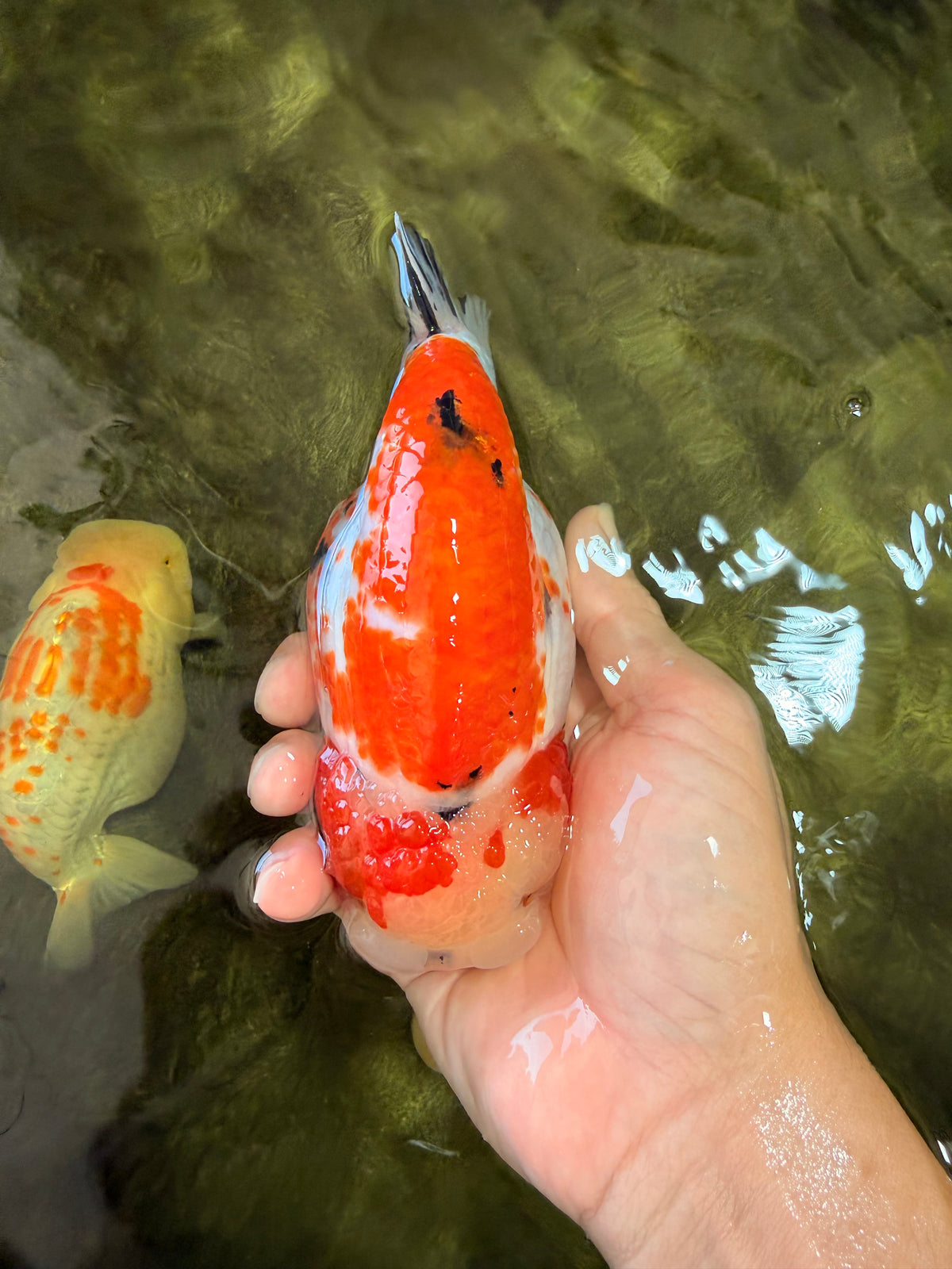 SPECIAL A Grade Kohaku Diamond Scale Sakura Ranchu Female 5.5-6 inches #100926RC_33
