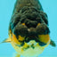 Apache Lionchu Female 4-4.5 inches #070326LC_31