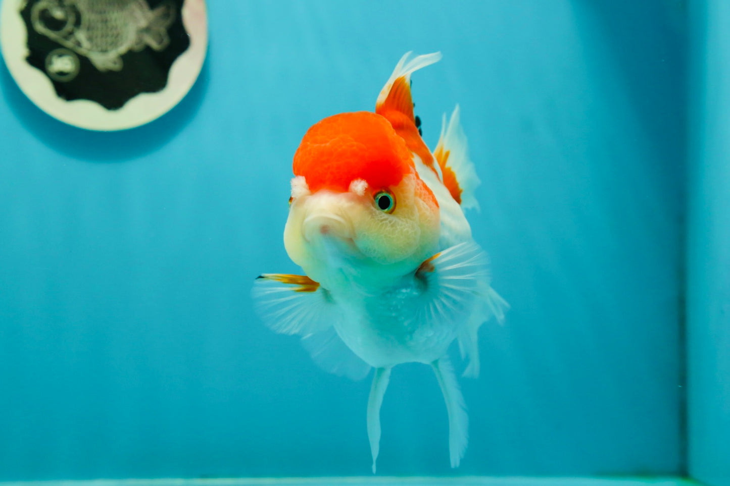 Red White Oranda Female 5 inches #110124OR_04