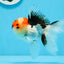 AAA Grade Tricolor Oranda Male 4.5 inches #0913OR_09