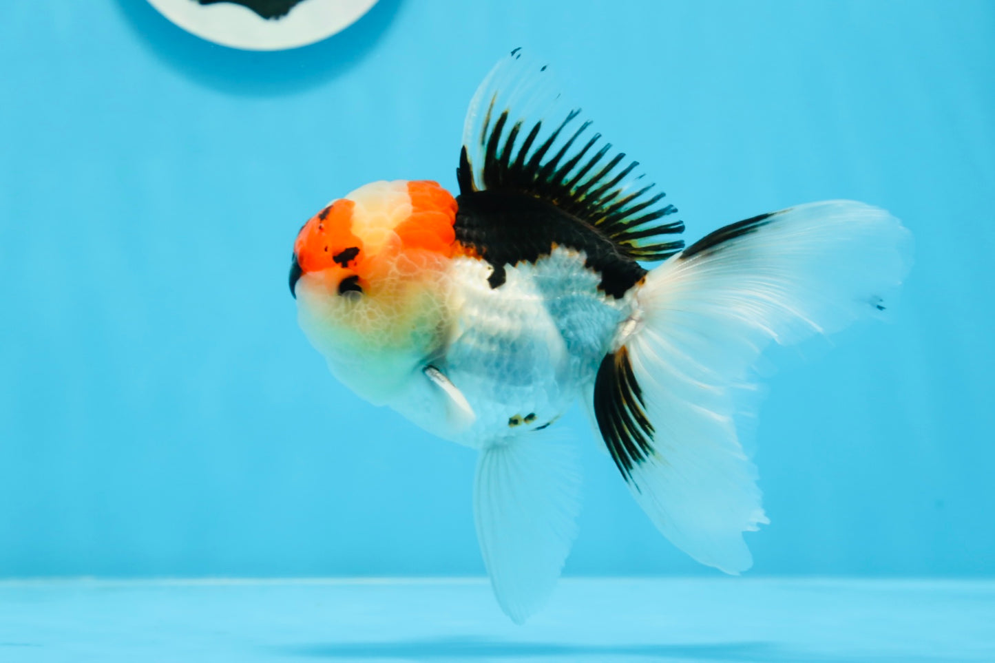 AAA Grade Tricolor Oranda Male 4.5 inches #0913OR_09