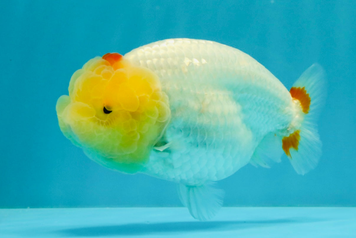 A Grade Red White LionQueen 4.5 inches #031326LC_07