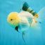 A Grade Tricolor Oranda Female 5 inches #050225OR_01