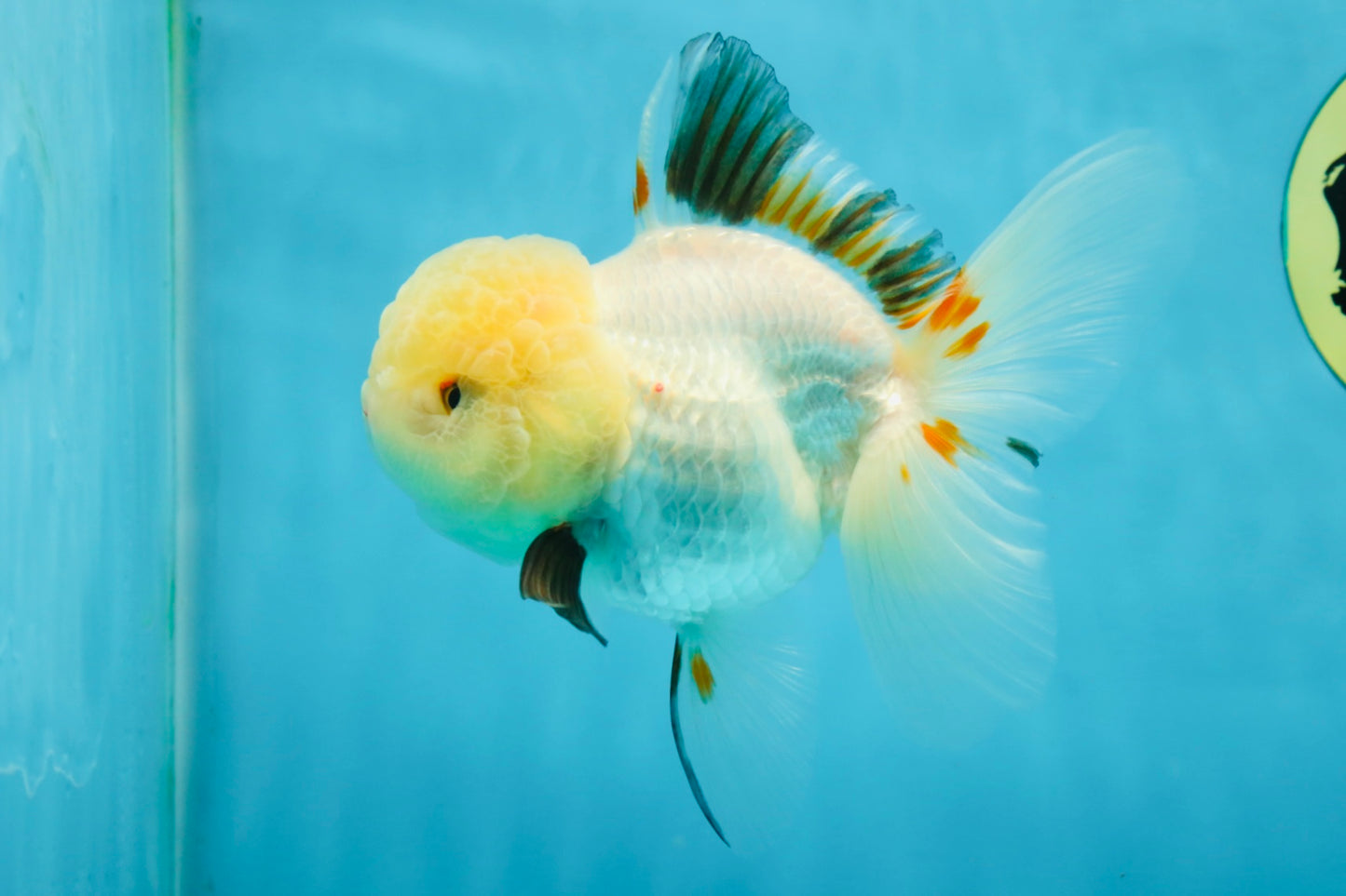 A Grade Tricolor Oranda Female 5 inches #050225OR_01