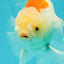 AAA Grade Giant Generation Orange White Oranda Male 6-6.5 inches #102524OR_06