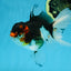 Angry Bird Tricolor Oranda Male 5.5 inches #081525OR_30