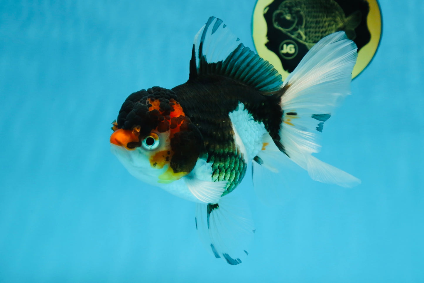 Angry Bird Tricolor Oranda Male 5.5 inches #081525OR_30