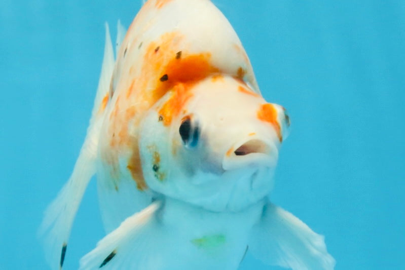 AAA Grade Indonesia Sakura Ryukin Male 6-6.5 inches #111425RK_12