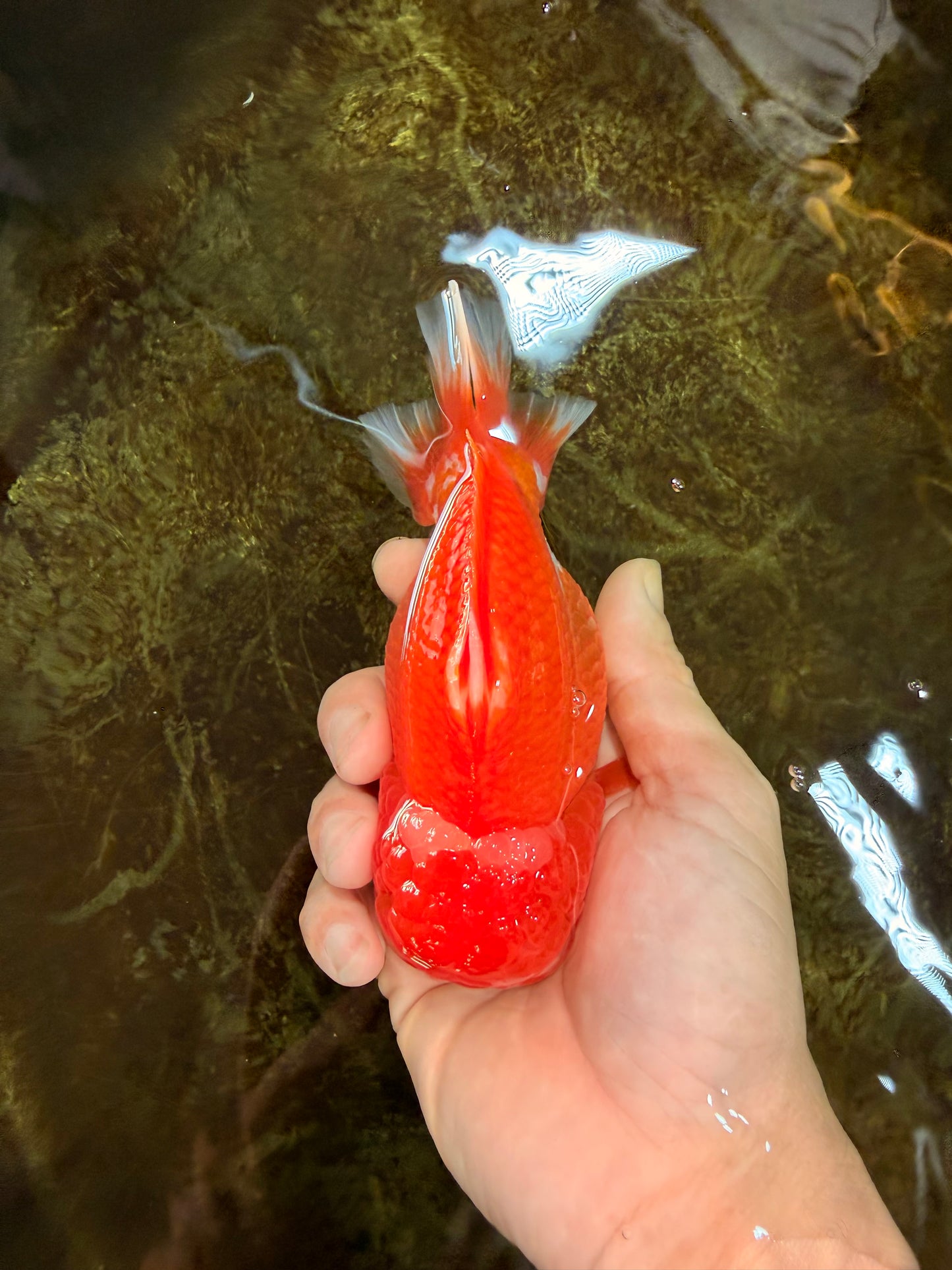 SHOW GRADE Godzilla Red White Yuanbao Male 5-5.5 inches #101725YB_999