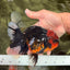 CHONKY AAA Grade Red Head Kirin Oranda Male 6-6.5 inches #072426OR_18