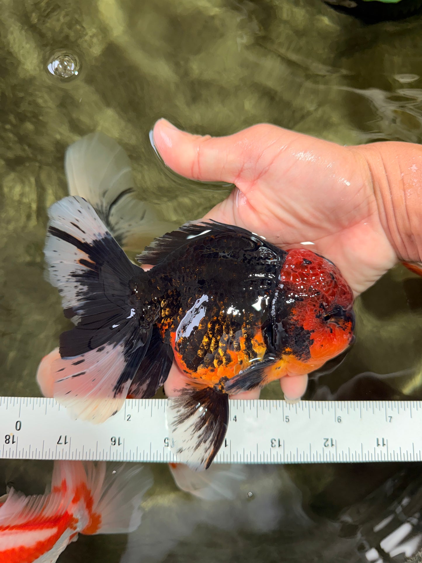 CHONKY AAA Grade Red Head Kirin Oranda Male 6-6.5 inches #072426OR_18