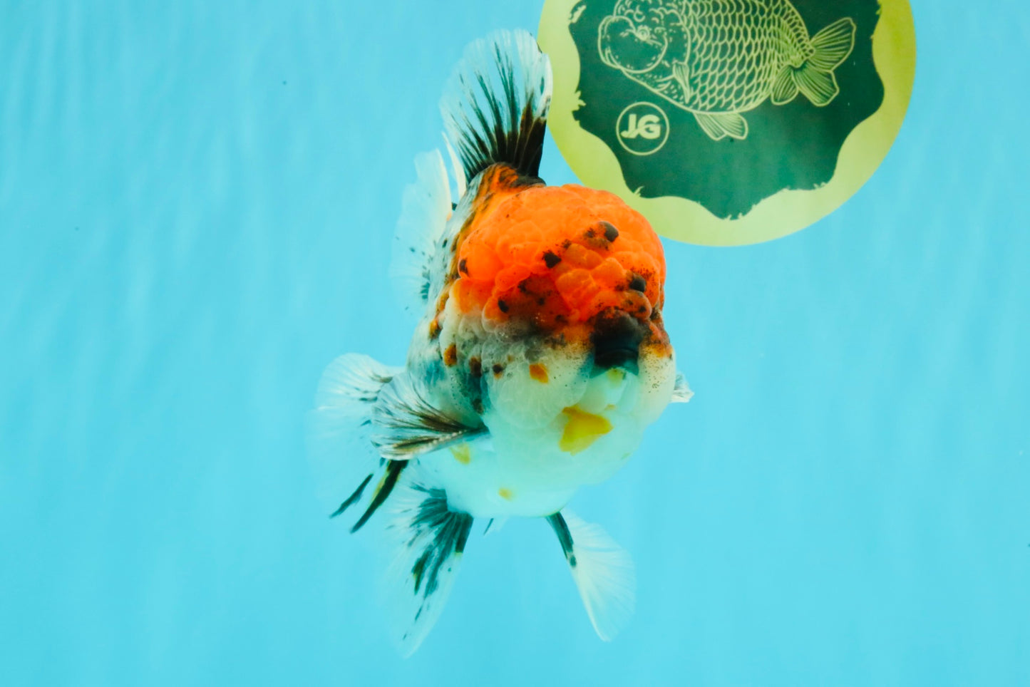 A Grade Godzilla Red Head Kirin Oranda Male 6-6.5 inches #031326OR_04