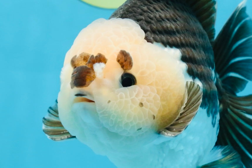 AAA Grade CHONKY Panda Button Eyes Yuanbao Male 6-6.5 inches #100325YB_01