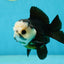 AAA Grade Pompom Panda Button Eyes Yuanbao Male 4 inches #050925YB_25