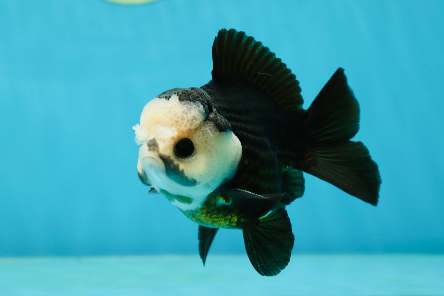 AAA Grade Pompom Panda Button Eyes Yuanbao Male 4 inches #050925YB_25