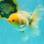 A Grade Polkadot Red White Oranda Male 6 inches #100926OR_23
