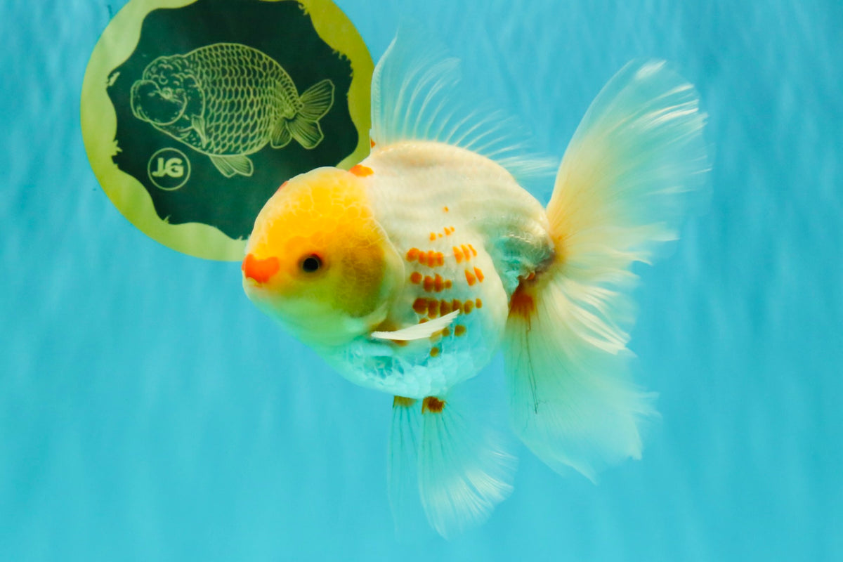 A Grade Polkadot Red White Oranda Male 6 inches #100926OR_23