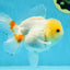 White Beauty Oranda Male 5 inches #053025OR_30
