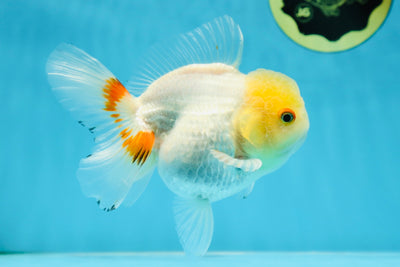 White Beauty Oranda Male 5 inches #053025OR_30