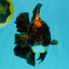 UNIQUE A Grade Lava Apache Oranda Male 5.5  inches #050826OR_04