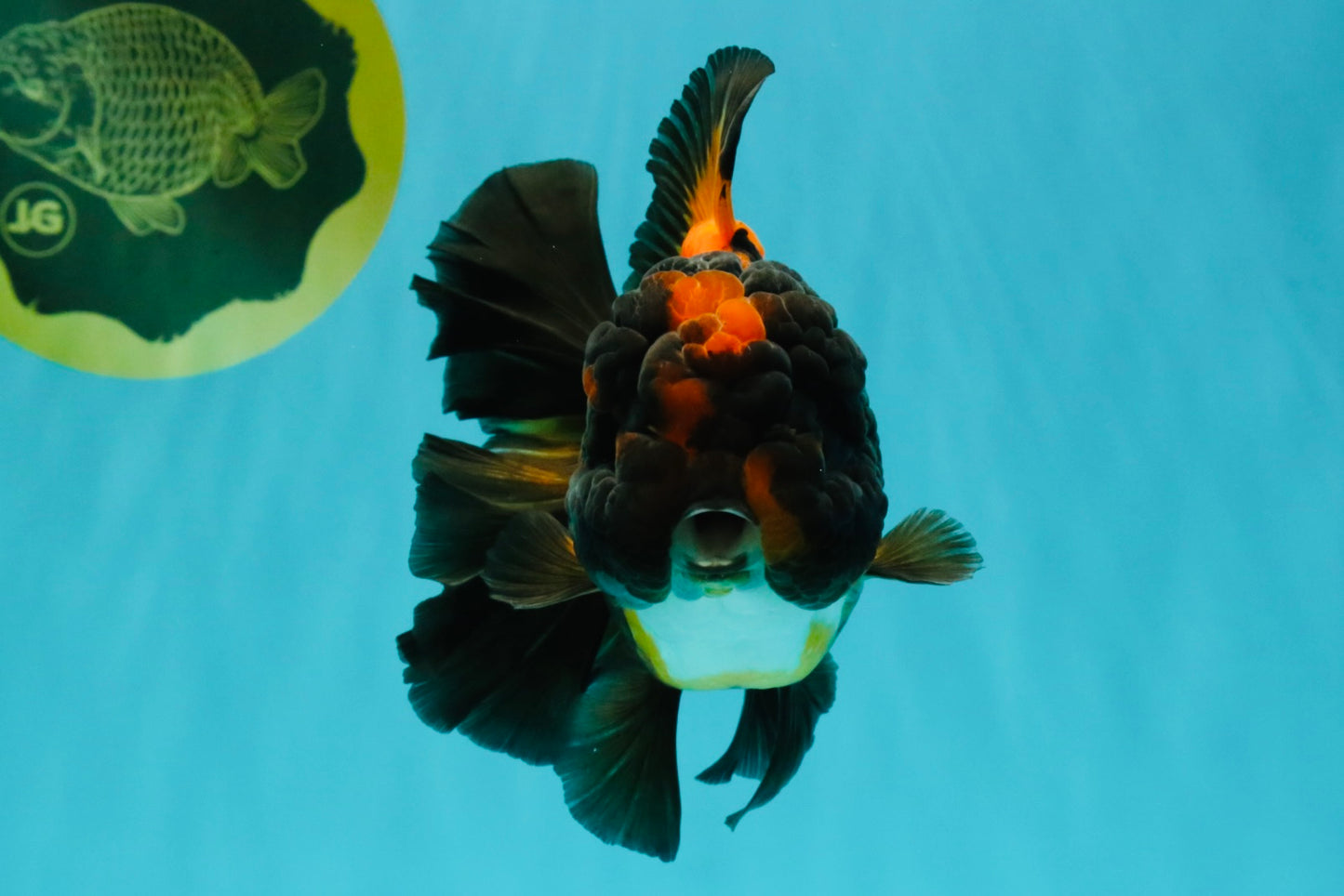 UNIQUE A Grade Lava Apache Oranda Male 5.5  inches #050826OR_04