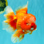 BIG WEN AAA Grade Red White Oranda Male 7.5-8 inches #070326OR_03